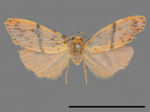 Asura acteola[台條紋豔苔蛾][00039920]