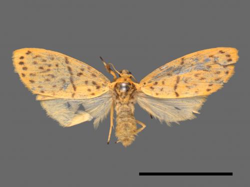 Asura alikangiae[關山豔苔蛾][00039007]