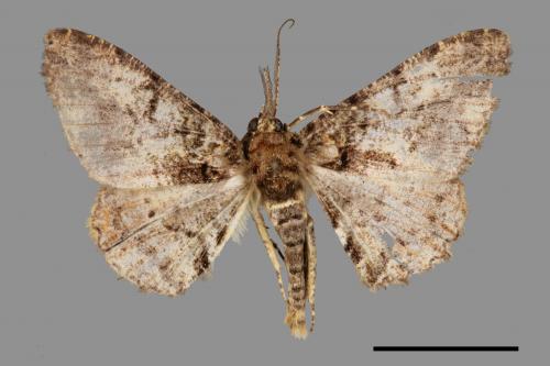 Alcis taiwanovariegata[暗黃斑霜尺蛾][00038750]