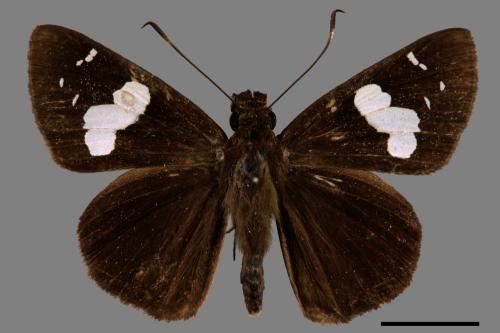 Notocrypta curvifascia[黑挵蝶][00061204]