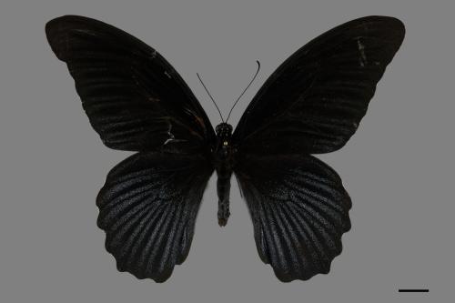 Papilio memnon heronus[大鳳蝶][00093779]