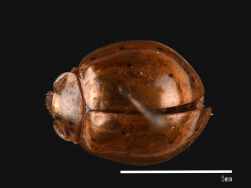 Harmonia sedecimnotata[星點褐瓢蟲][00013094]