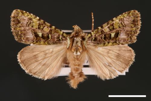 Euplexidia pallidivirens[00001918]