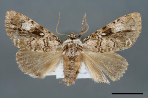 Anacronicta nitida[明后夜蛾][00000136]