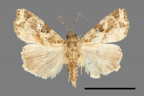 Callopistria pulchrilinea[小網散紋夜蛾][00000601]