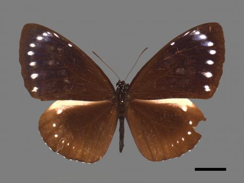 Euploea tulliolus koxinga[小紫斑蝶][00027468]