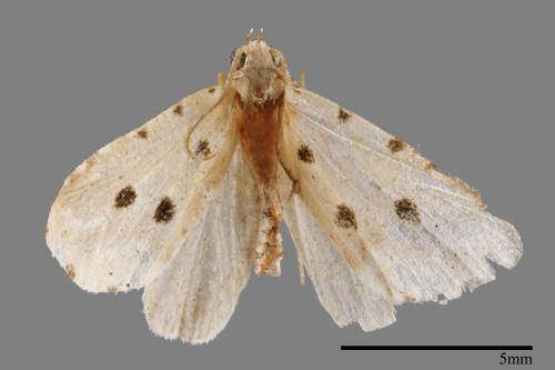 Metaemene atrigutta maculata[麗夜蛾][00009076]