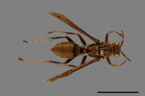 Polistes formosanus[00100843]