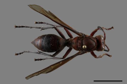 Polistes tenebricosus[赭褐長腳蜂][00117554]