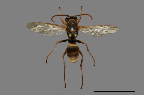 Polistes takasagonus[雙斑長腳蜂][00072672]