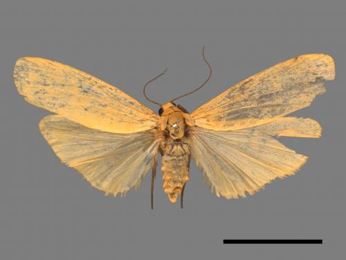 Eilema magnata[巨土苔蛾][00045023]