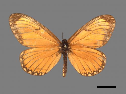 Acraea issoria formosana[細蝶][00014625]