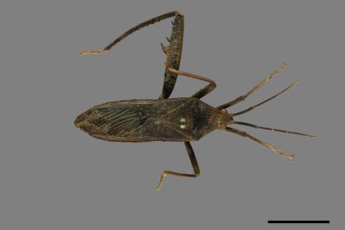 Notobitus meleagris[黑竹緣蝽][00075336]