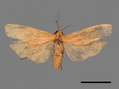 Eilema usuguronis[黃邊土苔蛾][00051929]