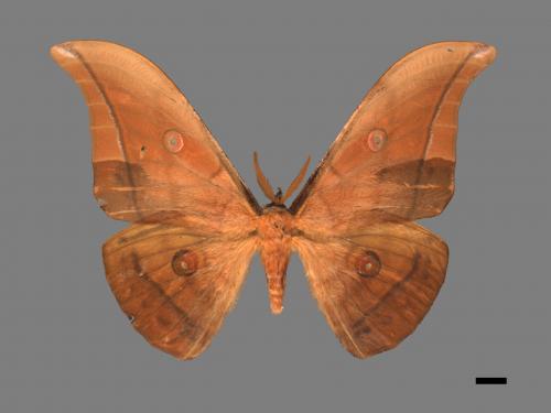 Antheraea yamamai superba[大透目天蠶蛾][00016068]