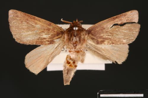 Carea internifusca[間赭瘤蛾][00004672]