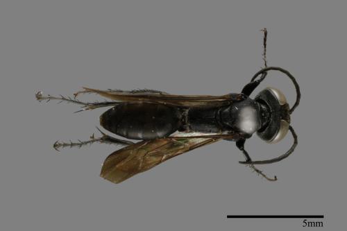 <已分類>Family：Sphecidae[細腰蜂科][00089346]