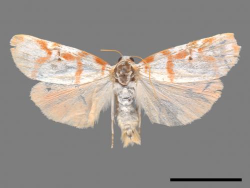 Cyana hamata[優雪苔蛾][00045057]