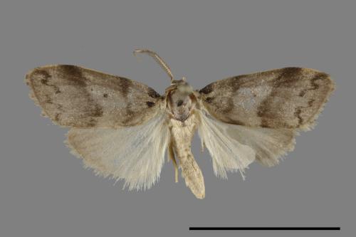 Eugoa grisea[雙點良苔蛾][00100805]