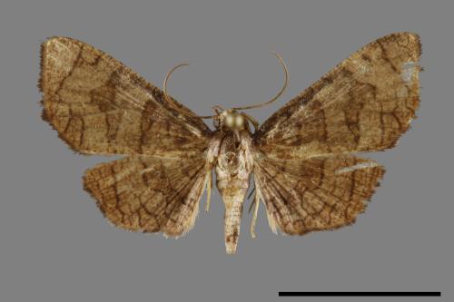 <已分類>Family：Thyrididae[窗蛾科][00092919]