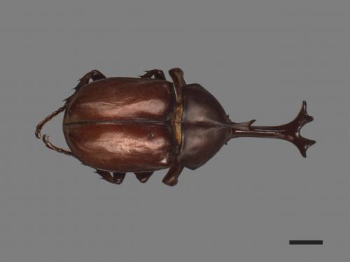 Allomyrina dichotomus[獨角仙][00049476]