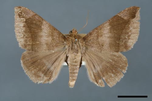 Dysgonia amygdalis[00005687]