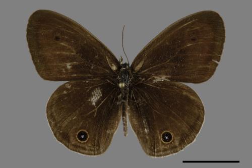 Ypthima multistriata[臺灣波紋蛇目蝶][00093767]