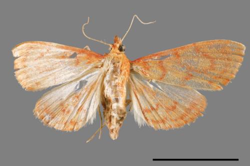 <已分類>Family：Crambidae[草螟科][00014686]