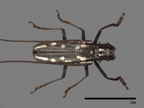 Batocera lineolata[白條天牛][00082406]