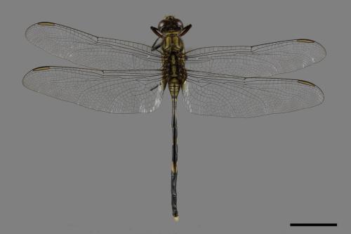 Orthetrum sabina sabina[杜松蜻蜓][00086671]