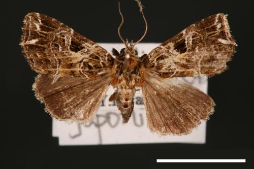 Callopistria deflexusa[彎線散紋夜蛾][00002503]