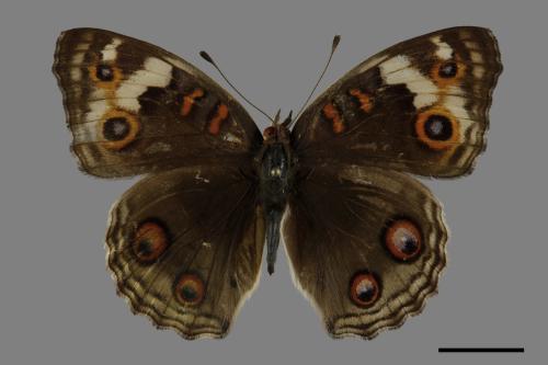 Junonia orithya[孔雀青蛺蝶][00101352]