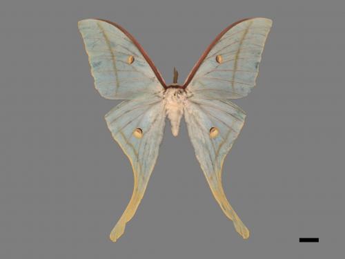 Actias selene ningpoana[長尾水青蛾][00016337]