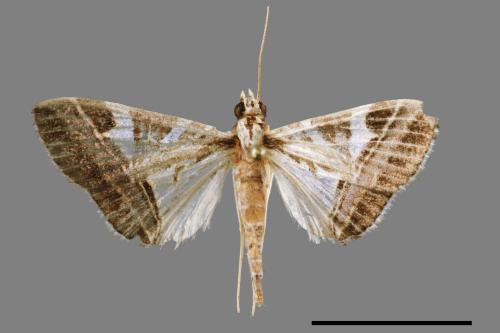 Glyphodes itysalis[00031774]