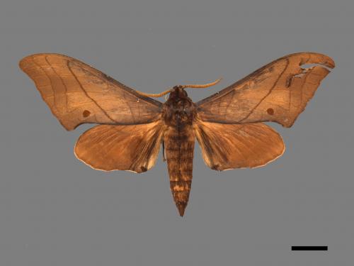 Marumba cristata bukaiana[直翅六點天蛾][00016776]