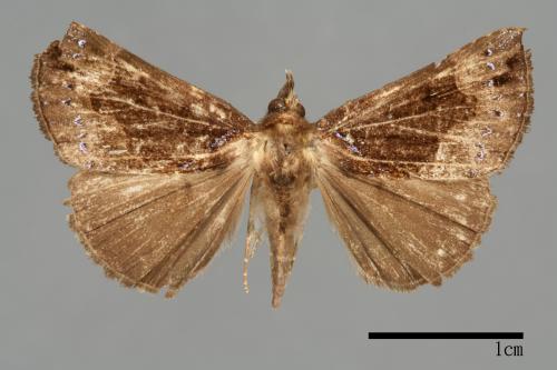 <已分類>Genus：Hypena[00009835]
