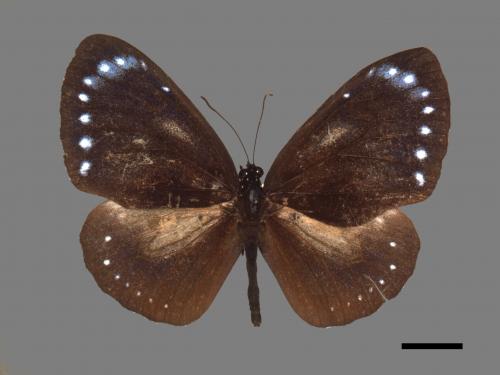 Euploea tulliolus koxinga[小紫斑蝶][00026754]