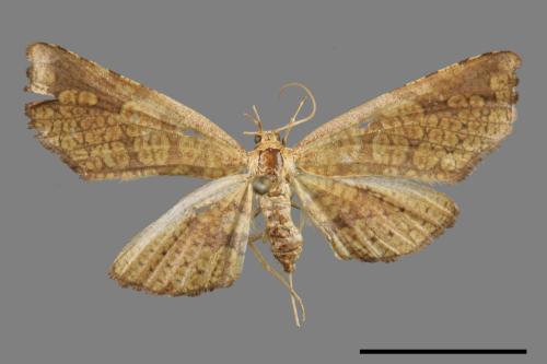 <已分類>Family：Thyrididae[窗蛾科][00057483]