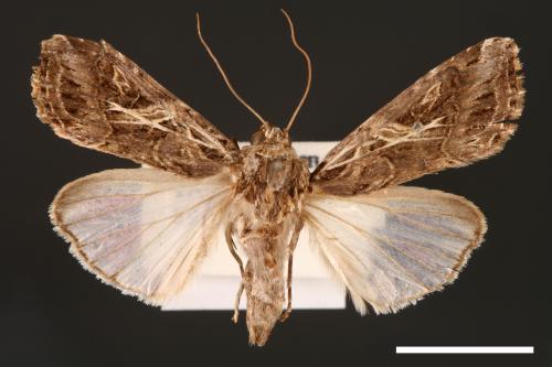 Spodoptera litura[斜紋夜蛾][00002864]