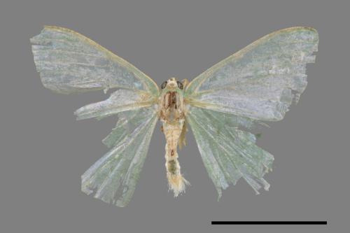 Hemistola tenuilinea[黃四圈無繮青尺蛾][00044568]