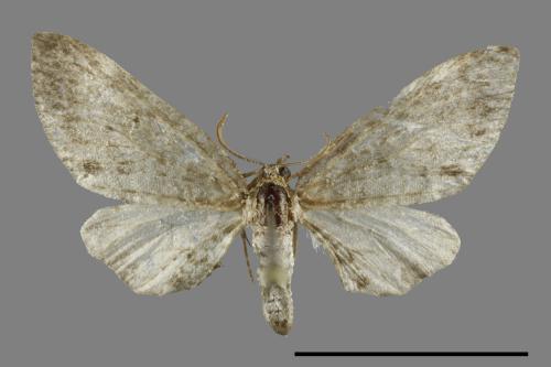 <已分類>Family：Geometridae[尺蠖蛾科][00091369]