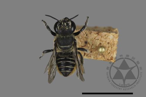 <已分類>Genus：Megachile[切葉蜂屬][00197227]