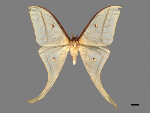 Actias selene ningpoana[長尾水青蛾][00090922]