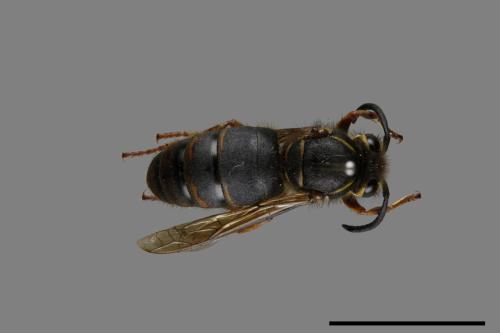 Vespula flaviceps[細黃胡蜂][00073189]