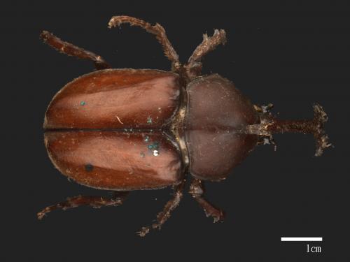 Allomyrina dichotomus[獨角仙][00086117]