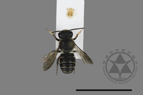 Megachile spissula[細切葉蜂][00198564]