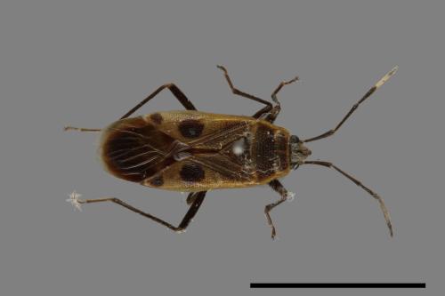 Physopelta parviceps[東亞斑紅椿][00026332]