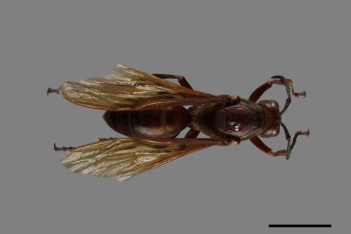 Polistes gigas[巨長腳蜂][00074307]