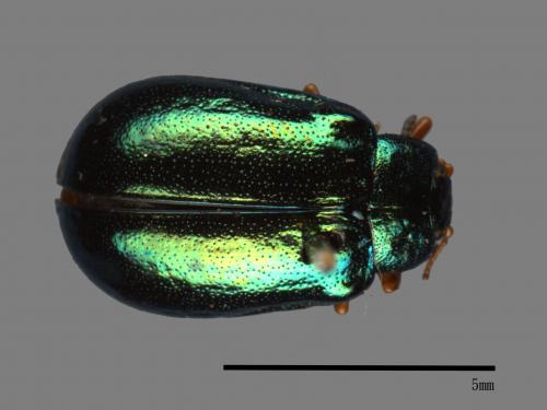 <已分類>Family：Chrysomelidae[金花蟲科][00081207]