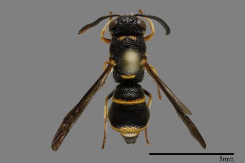 Parancistrocerus kuraruensis[鐘腰螨寄蜾臝][00013199]